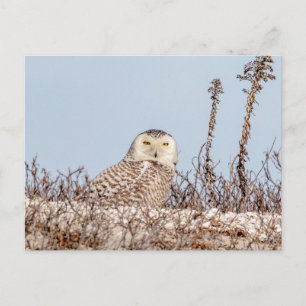 Snowy owl sitting on the beach postcard