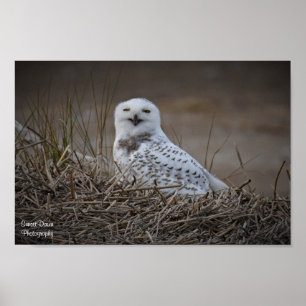 Snowy Owl Smiling Poster