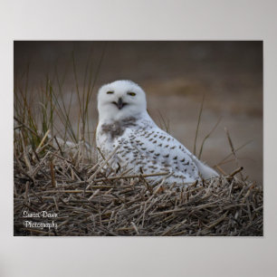Snowy Owl Smiling Poster