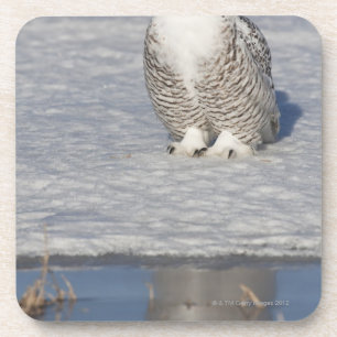 Snowy owl standing near water creating a coaster