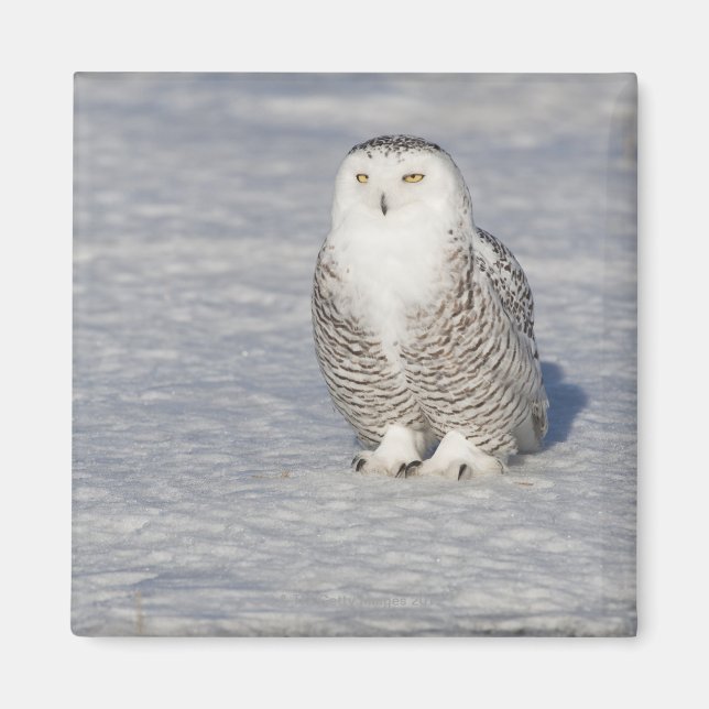 Snowy owl standing near water creating a magnet (Front)
