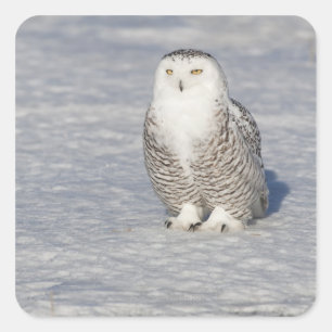 Snowy owl standing near water creating a square sticker