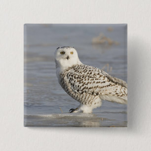 Snowy owl standing on ice, a mouse's tail 15 cm square badge