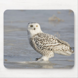 Snowy owl standing on ice, a mouse's tail mouse pad