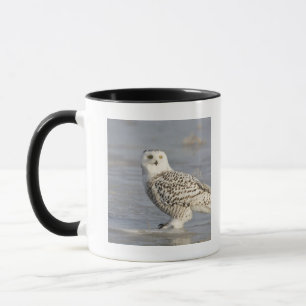 Snowy owl standing on ice, a mouse's tail mug