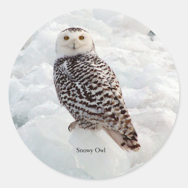 Snowy Owl sticker (Front)