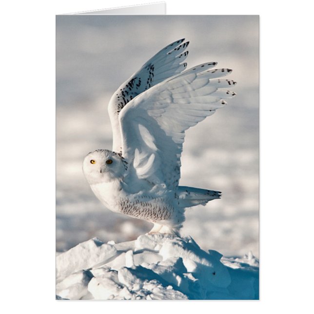 Snowy Owl taking off from snow (Front)