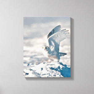 Snowy Owl taking off from snow Canvas Print