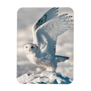 Snowy Owl taking off from snow Magnet