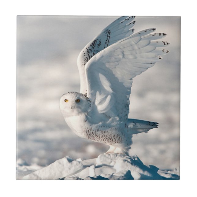 Snowy Owl taking off from snow Tile (Front)