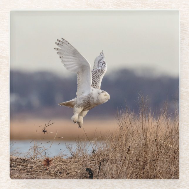 Snowy owl taking off glass coaster (Front)