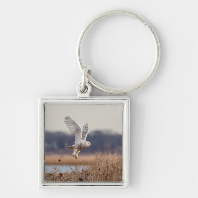Snowy owl taking off key ring (Front)