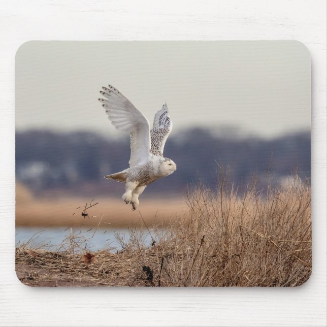 Snowy owl taking off mouse pad (Front)