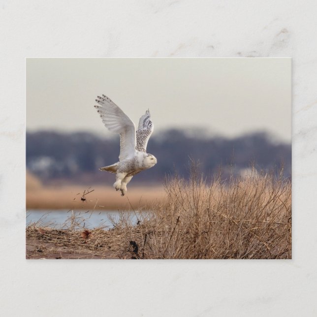 Snowy owl taking off postcard (Front)