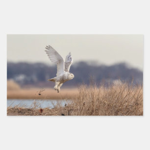 Snowy owl taking off rectangular sticker