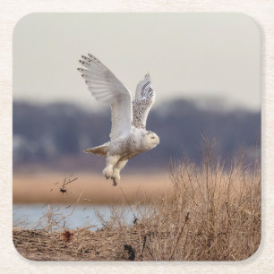 Snowy owl taking off square paper coaster