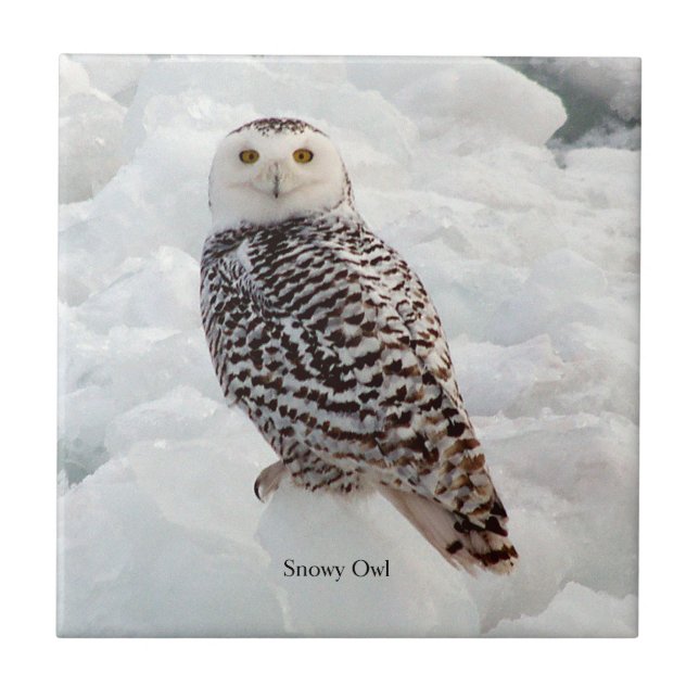 Snowy Owl tile (Front)