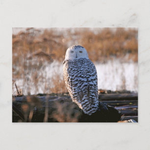 Snowy Owl Winking Postcard