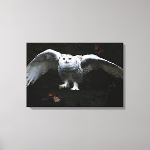 Snowy Owl With Open Wings 24x16 (60x40cm) waccna Canvas Print