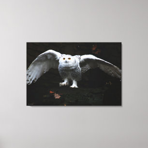 Snowy Owl With Open Wings 36x24 (90x60cm) wacm Canvas Print