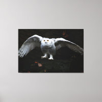 Snowy Owl With Open Wings 60x40 (150x100cm) waccna