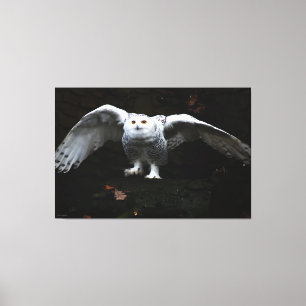 Snowy Owl With Open Wings 60x40 (150x100cm) waccnm Canvas Print