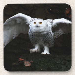 Snowy Owl With Open Wings coastera Coaster
