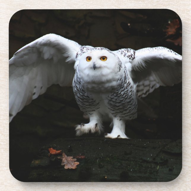 Snowy Owl With Open Wings coastera Coaster (Front)