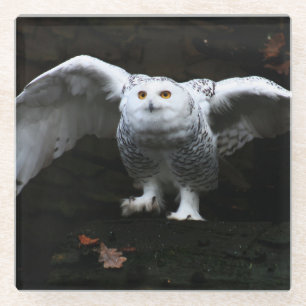 Snowy Owl With Open Wings coastercna Glass Coaster
