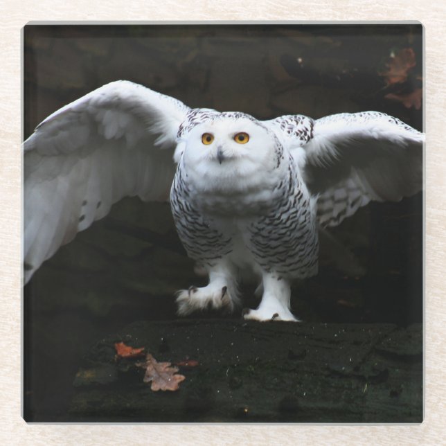 Snowy Owl With Open Wings coastercna Glass Coaster (Front)