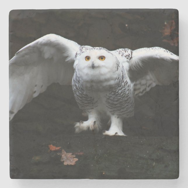 Snowy Owl With Open Wings coastercna Stone Coaster (Front)