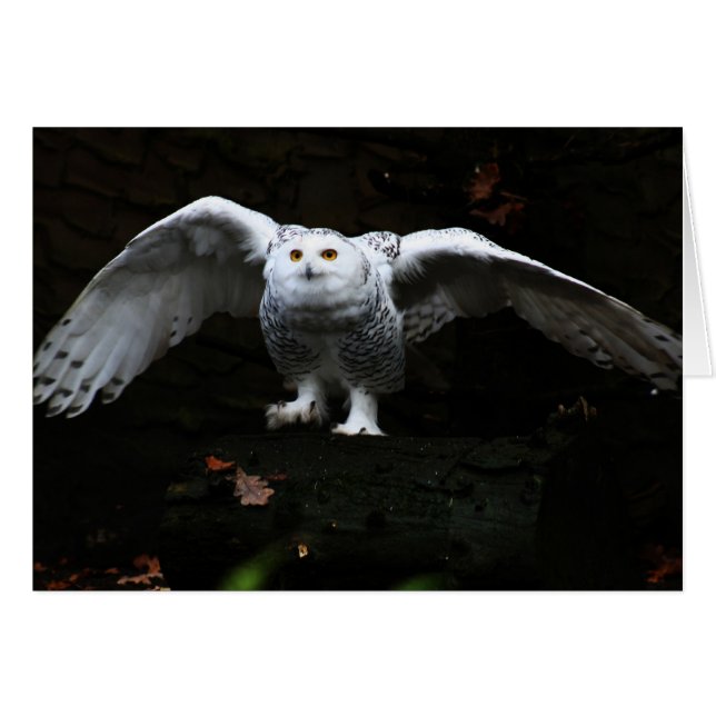 Snowy Owl With Open Wings gccnm (Front Horizontal)