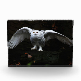 Snowy Owl With Open Wings pbcn Photo Block