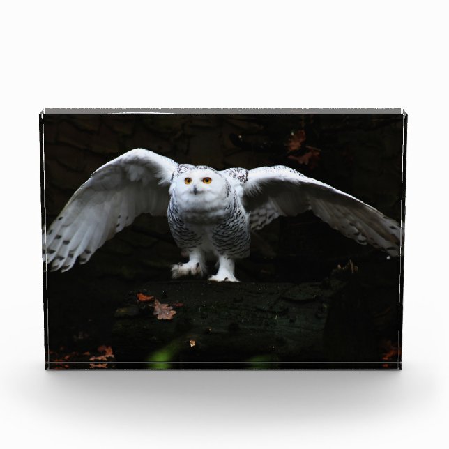 Snowy Owl With Open Wings pbcna Photo Block (Front)