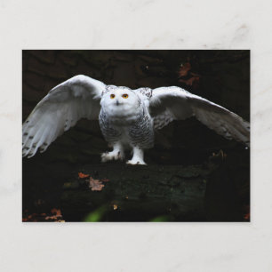 Snowy Owl With Open Wings pccnm Postcard