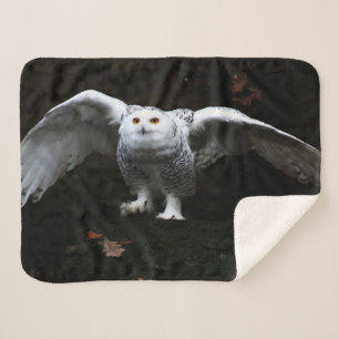 Snowy Owl With Open Wings sbcy arc4 Sherpa Blanket