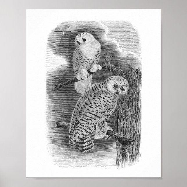Snowy Owls Black & White Vintage Drawing Poster (Front)