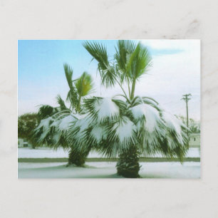 Snowy Palms in Seadrift Texas Postcard