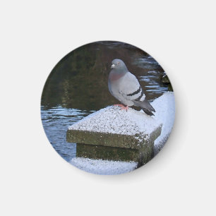 Snowy Pigeon Magnet