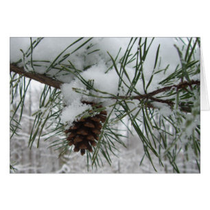 Snowy Pine Branch Winter Nature Photography