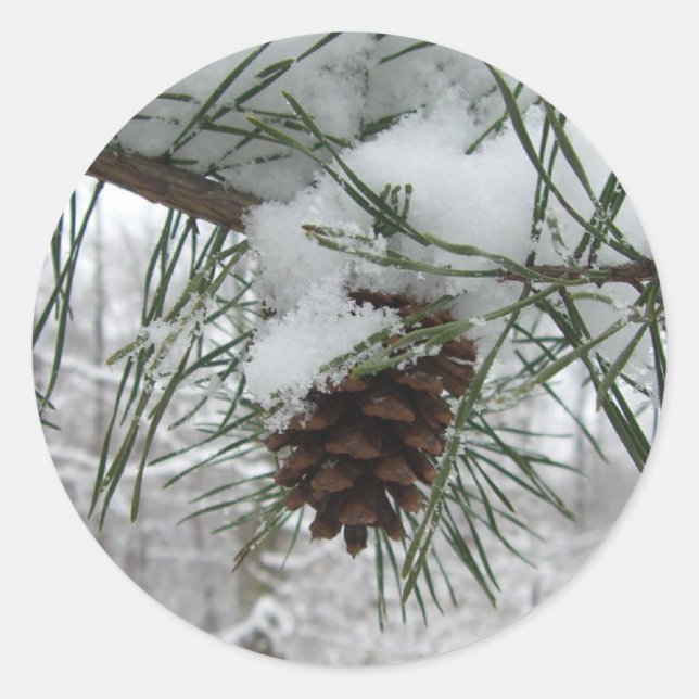 Snowy Pine Branch Winter Nature Photography Classic Round Sticker (Front)