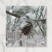 Snowy Pine Branch Winter Nature Photography