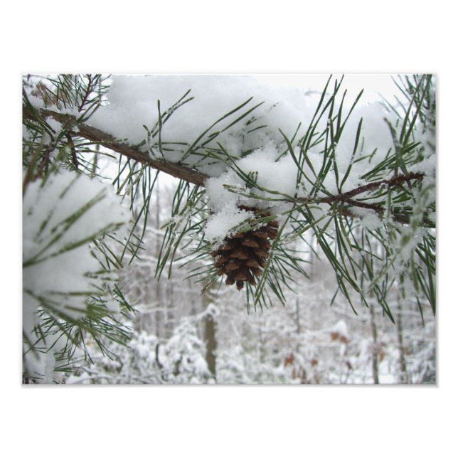 Snowy Pine Branch Winter Nature Photography Photo Print (Front)