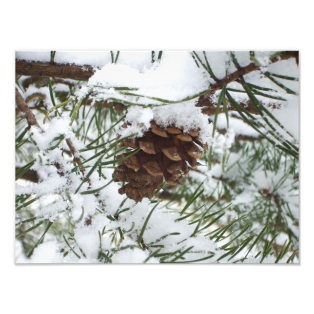 Snowy Pine Cone I Winter Nature Photography Photo Print (Front)