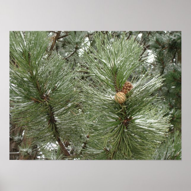 Snowy Pine Cones Poster (Front)