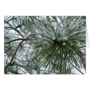 Snowy Pine Needles Winter Nature Photography