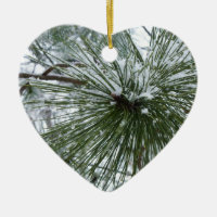Snowy Pine Needles Winter Nature Photography