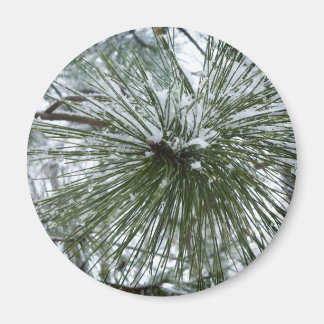 Snowy Pine Needles Winter Nature Photography Magnet