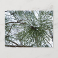Snowy Pine Needles Winter Nature Photography