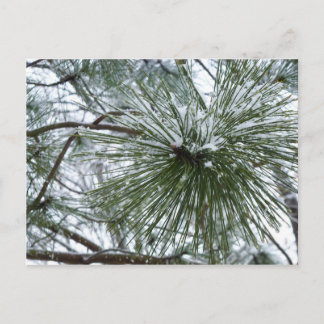Snowy Pine Needles Winter Nature Photography Postcard